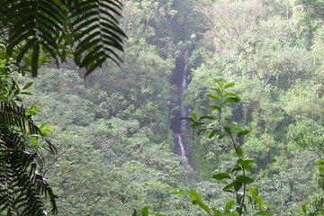 Rainforest Waterfall Trail and Shuttle Service 