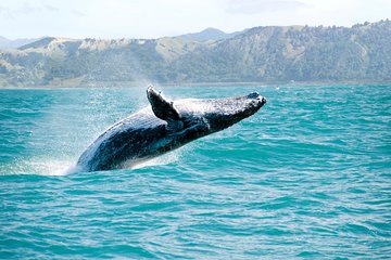 Whale Watching and Bacardi Island day trip from Punta Cana