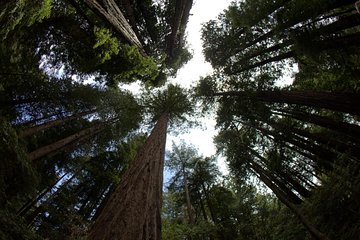 Combo Tour: Muir Woods, Sausalito and Sonoma Wine Country Tour