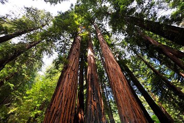 Muir Woods and Sausalito Afternoon Tour Small-Group Half-Day 