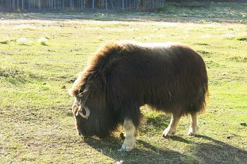 Arctic Day: Yukon Wildlife & Hot Springs Tour | half day