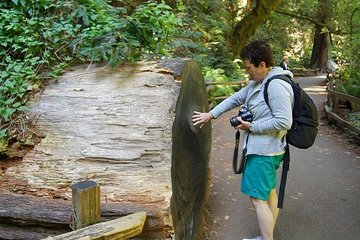 Shore Excursion: Guided Tour to Muir Woods with Roundtrip Journey