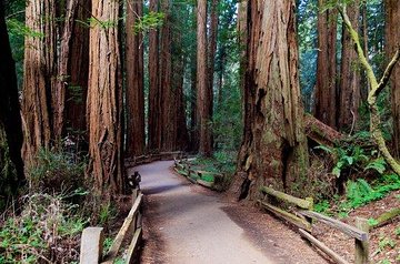 San Francisco Excursion: Coastal Redwoods & Hop-On Hop-Off Tour