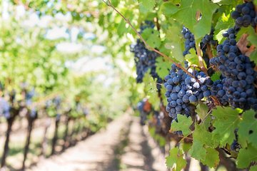 Mount Vesuvius Wine Tasting Experience from Naples