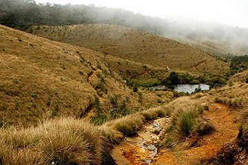 Horton Plains-World's End Tour and Tea Factory Tour From Nuwaraeliya