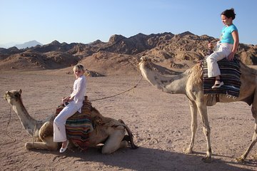 Camel riding with Bedouin evening and Oriental show