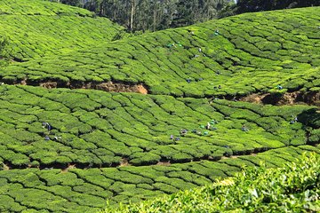 Best of Kerala 7 Days Private Tour from Cochin with Munnar ,Thekkady & Houseboat