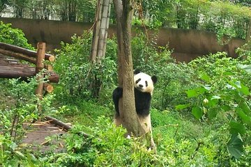 Customizeable Chengdu Private Tour of Panda Base and City Sightseeing