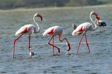 Half Day Safari at Bundala National Park