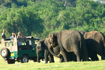 Minneriya National Park Private Jeep Safari from Habarana