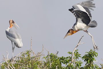 Bird Watching at Tonle Sap’s Inundated Forest