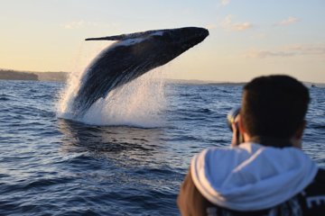 Sydney Whale-Watching by Speed Boat