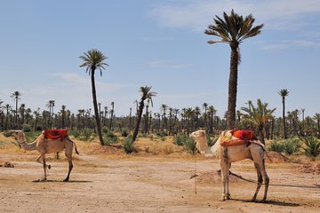 Palmeraie Sunset Camel Ride Experience from Marrakech