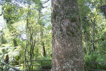 Private Shore Excursion - The Giant Kauris and Glowworms' Cave 