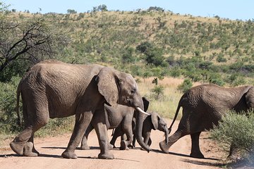 One day Safari including a 5 Hour Open Safari Vehicle Drive