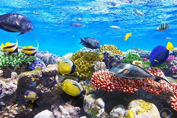 Snorkeling and recreational trip toSharm El Naga Bay from Hurghada