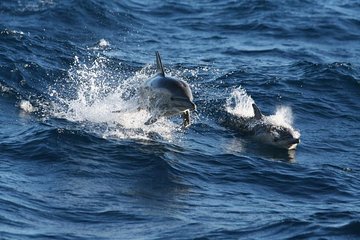 Port Stephens Day Trip with Dolphin Watch Cruise from Sydney