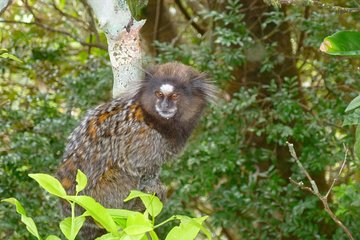 Tijuca National Park and Botanic Garden Guided Tour & Transfer