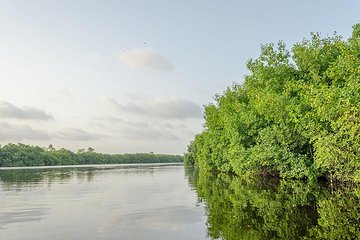 Private Tour from Riviera Maya to Nichupte Lagoon Wildlife 