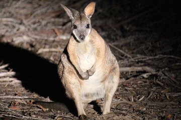 Small Group Kangaroo Island Evening and Night Tour