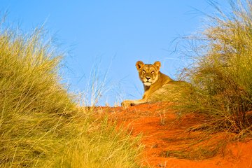 Hluhluwe Imfolozi Safari Day Tour from Durban