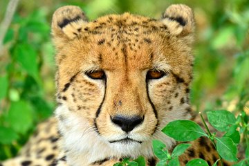 Hluhluwe Safari & Emdoneni Wild Cat Project Day Tour from Durban