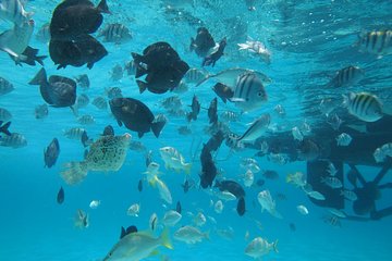 Stingray City Experience Plus One Snorkeling Stop