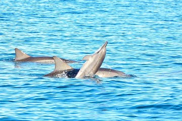 Swim with Wild Dolphins & Benitiers Island With Lunch & Transport