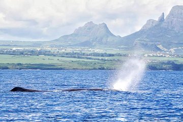 Swim With Wild Dolphins & Whale Watching With Hotel Pickup & Dropoff