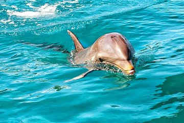 Nature Discovery Tour: Dolphins, Tortoises, the Wild South & More