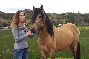 Equestrian experience - Peruvian paso Horse