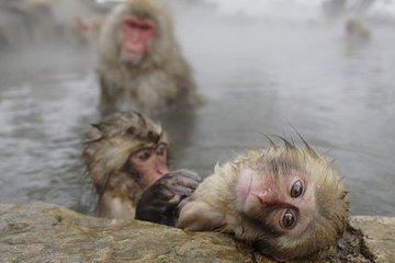 Snow Monkey, Shiga Kogen Roman Museum with Lunch Buffet