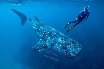 Whale Shark Swimming and Isla Mujeres Beach Tour