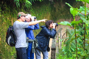 Birdwatching Tour, Via Gualaceo to the Eastern slope from Cuenca