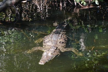 Black river safari and Appleton estate tour