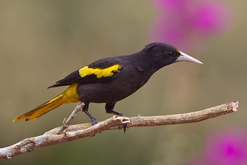 Birdwatching to the Mangrove of Paredon (From Puerto Quetzal) Private Tour