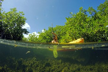 Magic Mangrove Paddle in Beef Island Lagoon