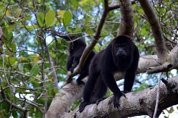 Monkey River & Manatee Watch