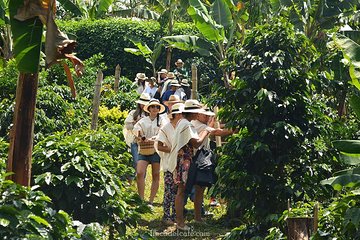 Coffee Tour in Medellin