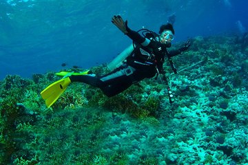 Daily diving tour in Gordon Rocks