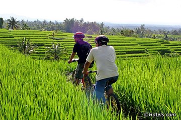 Cycling To The Rice Fields Of Ubud Village And Tegenungan