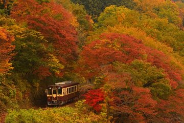 Watarase Keikoku Railway, Takatsudo Gorge,Illumination at Ashikaga Flower Park