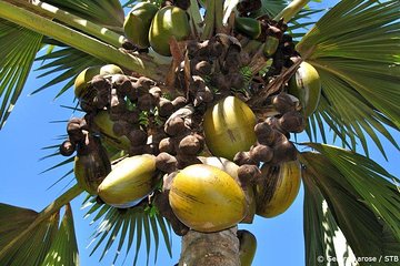 Full Day Discovery Tour of Vallee de Mai and Anse Lazio on Praslin Island