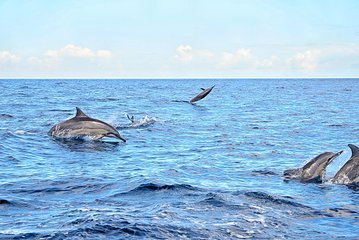 Mauritius Wild Dolphin Swim With Hotel Transfers (Private or Shared)