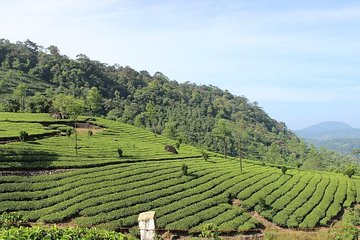 Munnar from Cochin - an Overnight Tour