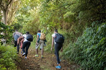 Blue Mountain Peak Hiking Tour from Kingston