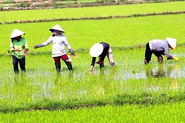 Private Full-day Mekong Tour From Ho Chi Minh City, Including River Cruise