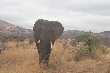 Pilanesberg Game Reserve Guided Day Tour from Johannesburg or Pretoria