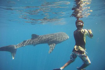 Snorkeling at Catalina Islands & North Island - CR