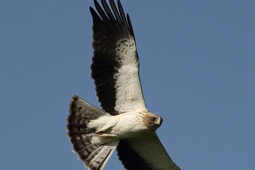 Birds, nature and sightseeing tour around the Varna - Beloslav Lake